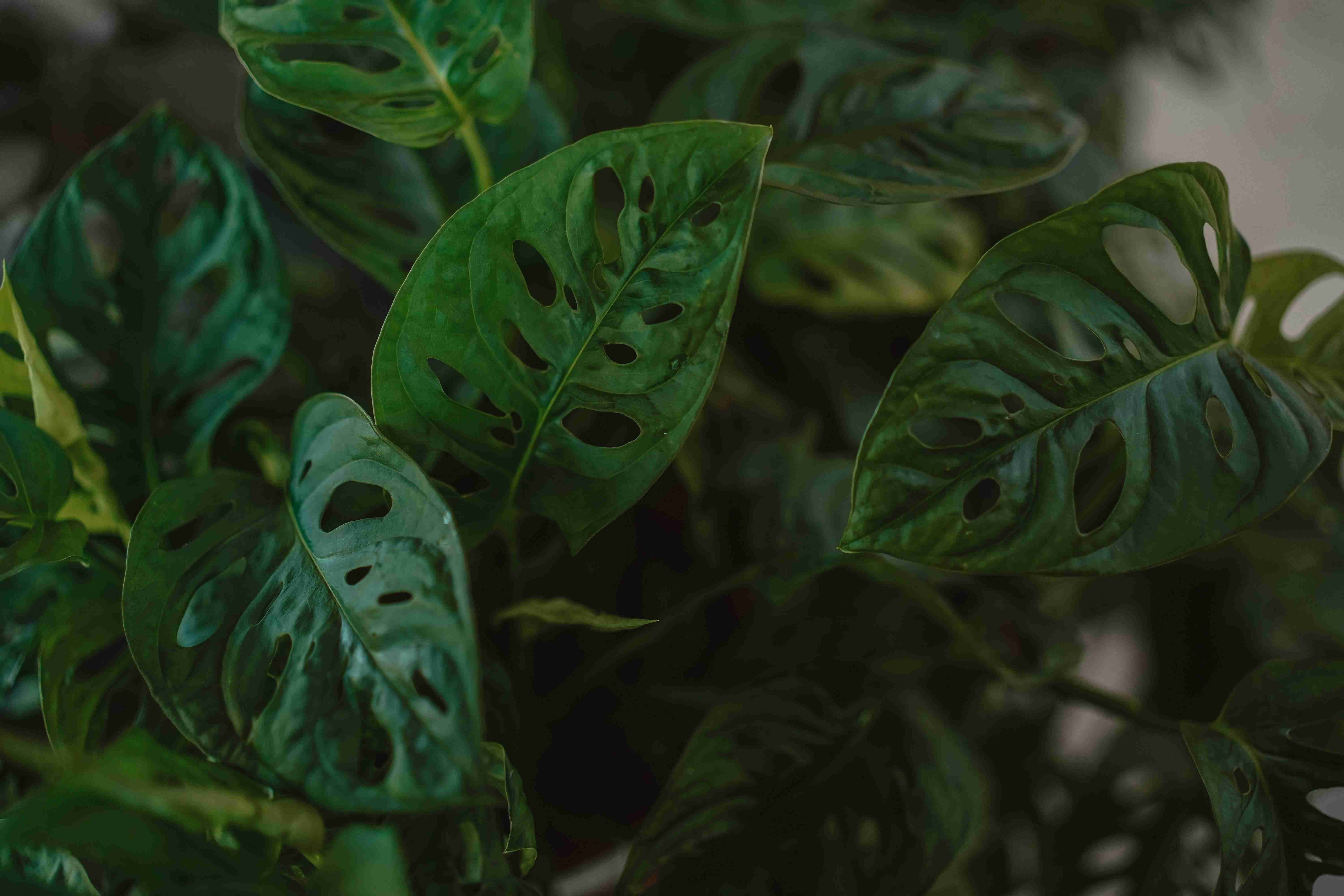 Monstera Adansonii